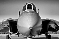 Tomcat Nose