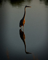 Great Blue Heron 2
