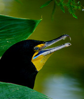 Cormorant