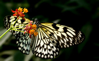 Butterfly Hanging from Flower