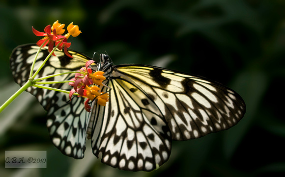Butterfly Hanging from Flower