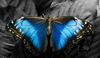 Blue Butterfly