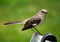 Mockingbird