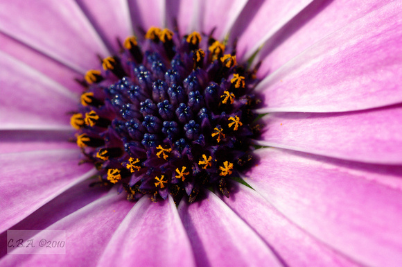 Pink Flower