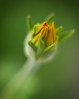 Budding