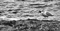 Gull with starfish