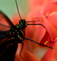 Butterfly Drinking from a Pink Flower