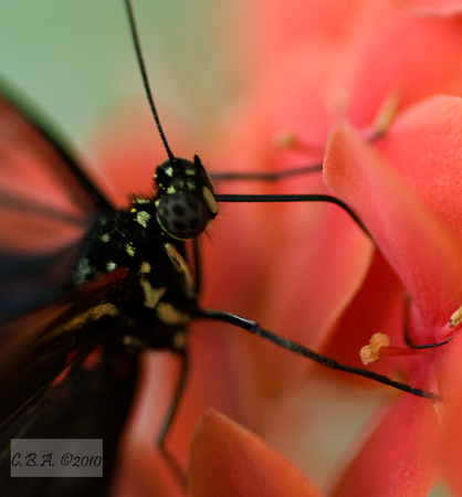 Butterfly Drinking from a Pink Flower
