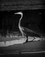Great Blue Heron 3